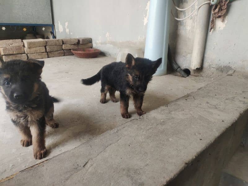 baby dog for sale 1 male 2 female 5