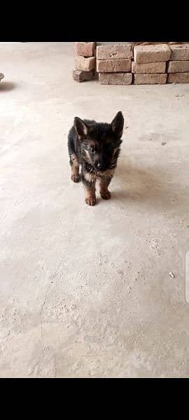 baby dog for sale 1 male 2 female 6