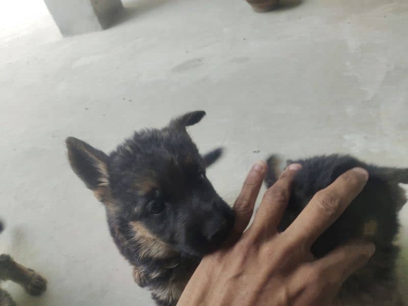 baby dog for sale 1 male 2 female 7