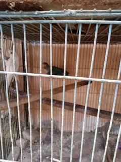 parrots for sell 03109106116