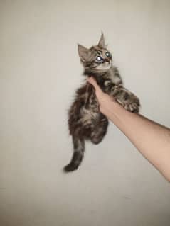 Persian kitten. . . .