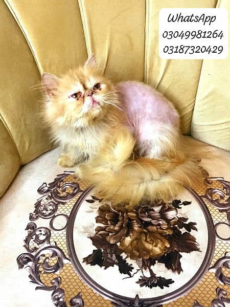 pure persian male cat Peke face from cfa peke bloodline 9