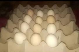 Aseel fertile Eggs