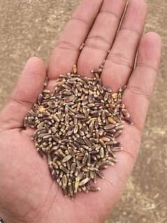 organic black wheat high quality