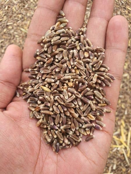 organic black wheat high quality 2