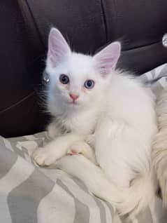 Male Persian kittens for sale