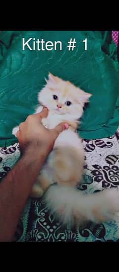 Persian Female Kittens / Cats