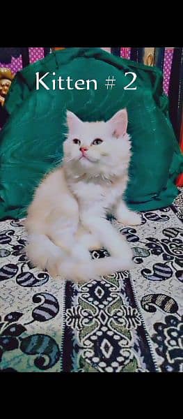 Persian Female Kittens / Cats 1