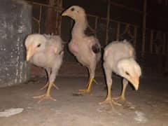 Aseel Mianwali chicks | Aseel Chicks | Quality Chicks 0