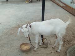 Selling 2 Goats Tapri nasal