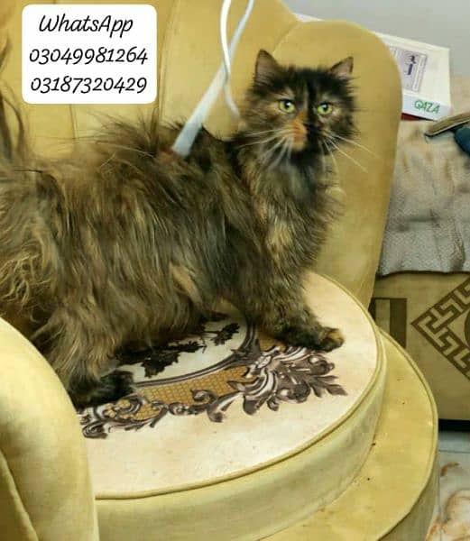 pure persian female cat 2