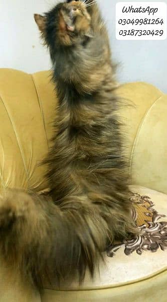 pure persian female cat 3