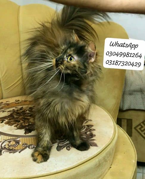 pure persian female cat 5