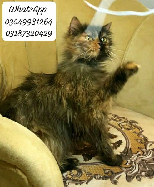 pure persian female cat 6