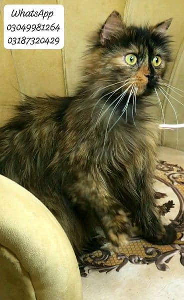 pure persian female cat 8