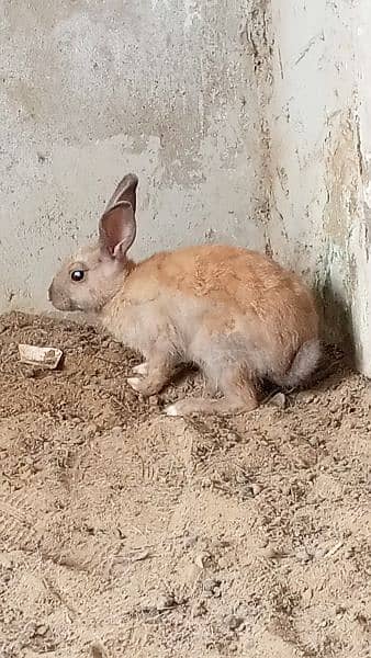 piar rabbit 1