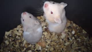 white gladder black glader hamster for sale o3112791726