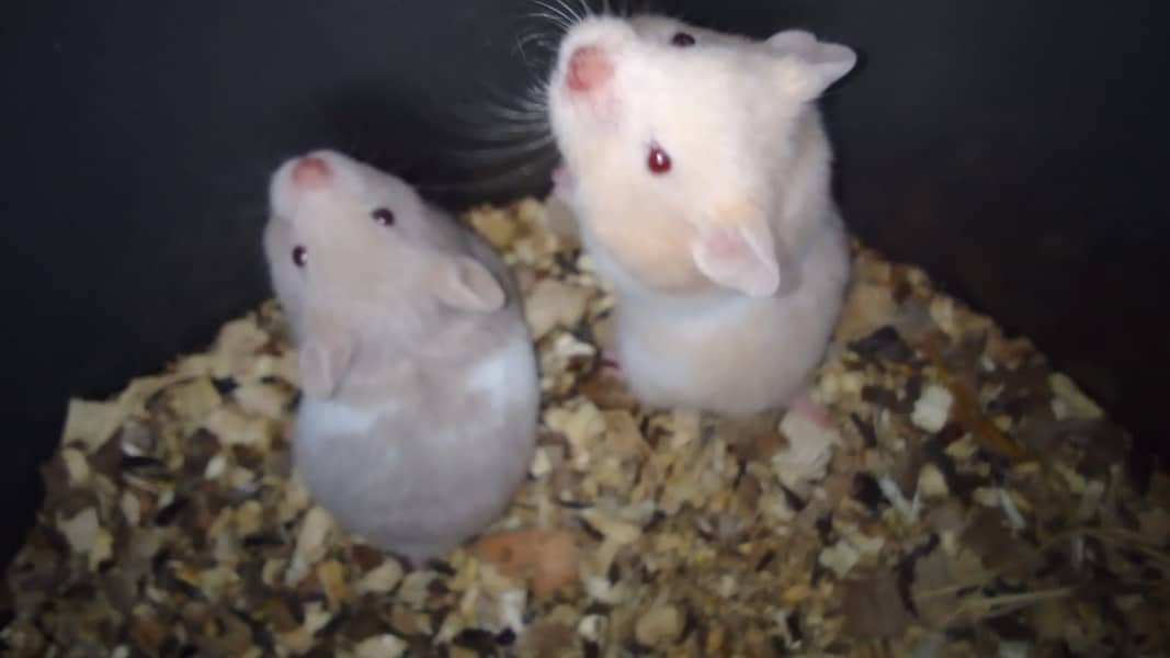 white gladder black glader hamster for sale o3112791726 0