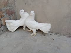 fantail pigeon 0