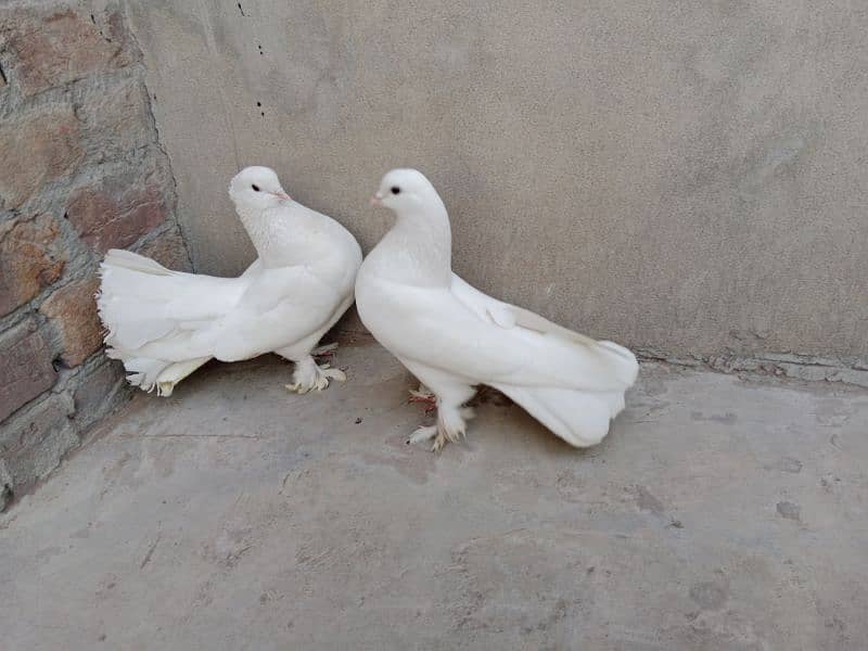fantail pigeon 4