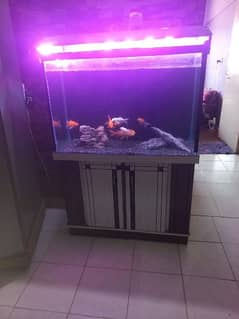 aquarium for sell and tinfoil barb fish