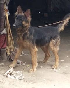 german female for sale 9 month