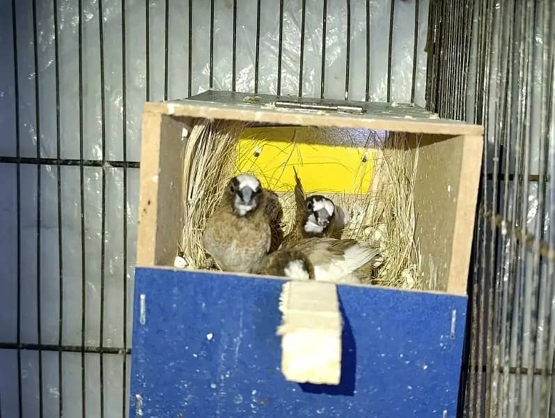 finches /  finches for sale / 2