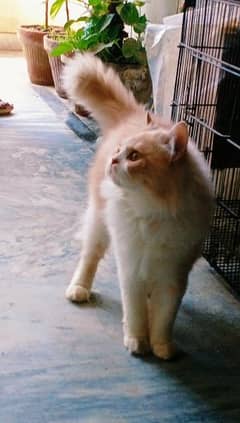 Persian male cat fawn color neutered male cat for adoption cute cat