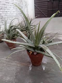 aloe Vera plants for sale