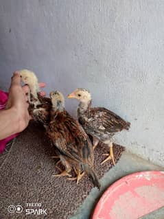 Aseel chick patha Murga Hen Madi murghi Murgha pathi egg rooster Choza
