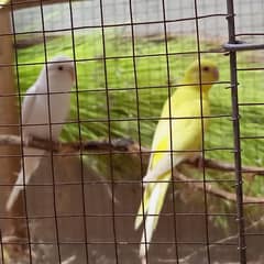 Red eye jumbo size budgies