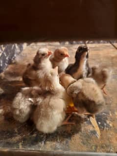 HERA ASEEL CHICK'S FOR SALE