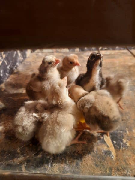 HERA ASEEL CHICK'S FOR SALE 0