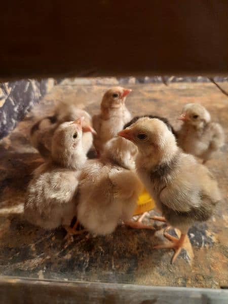 HERA ASEEL CHICK'S FOR SALE 1