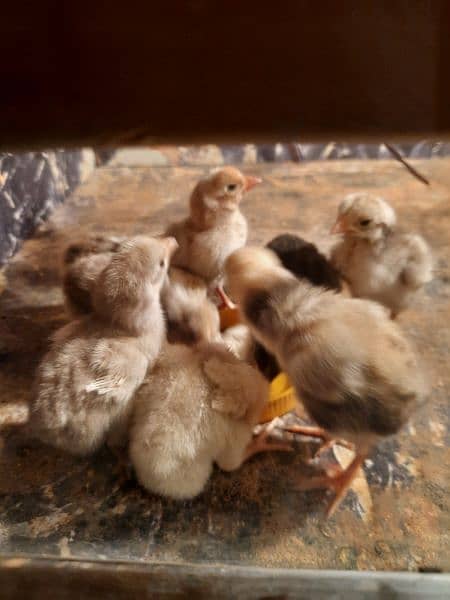HERA ASEEL CHICK'S FOR SALE 2