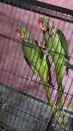 Raw parrot breeder pair