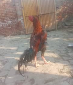 2 years old Aseel Heera Male cook are available.