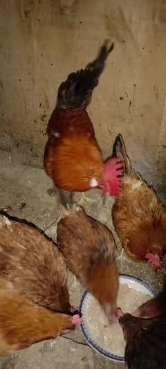 1 Male 5 Female For Sale