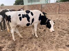 pregnant Heifers For Sale