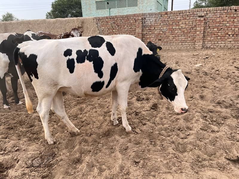 pregnant Heifers For Sale 0