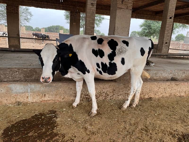 pregnant Heifers For Sale 1