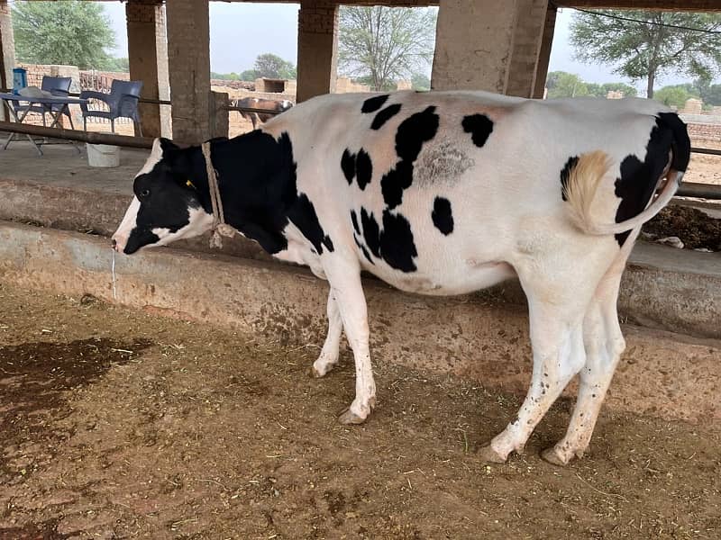 pregnant Heifers For Sale 2