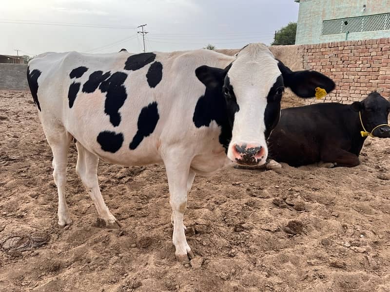pregnant Heifers For Sale 6
