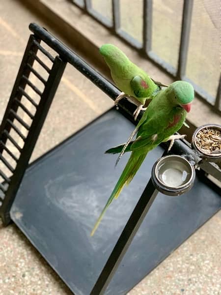Custom Made Metal Stand For Parrots, Perfect for Any sized Parrot 3