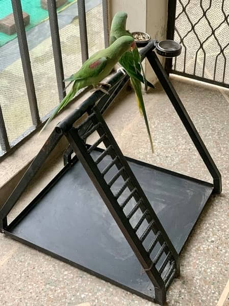 Custom Made Metal Stand For Parrots, Perfect for Any sized Parrot 4