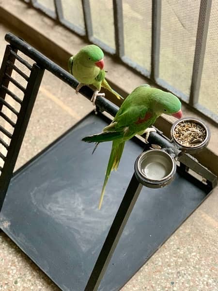 Custom Made Metal Stand For Parrots, Perfect for Any sized Parrot 5