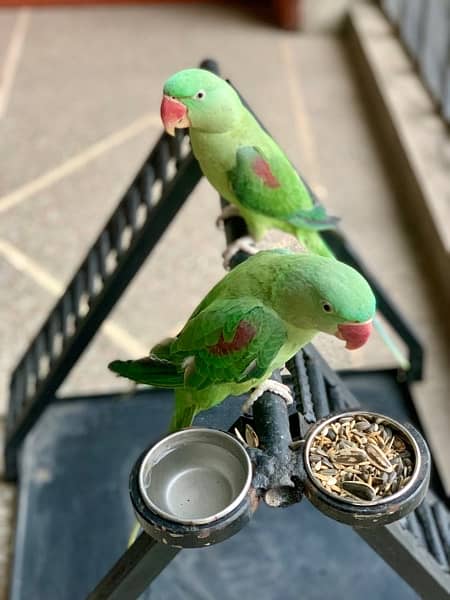 Custom Made Metal Stand For Parrots, Perfect for Any sized Parrot 6