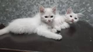 persian kittens pair for sale