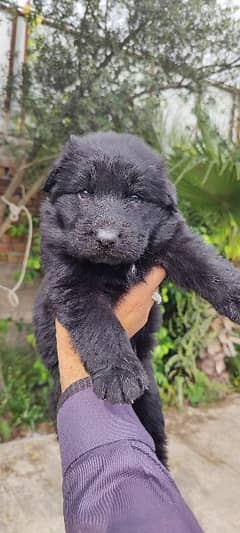 Black German Shepard Puppies