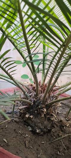 kanghi palm